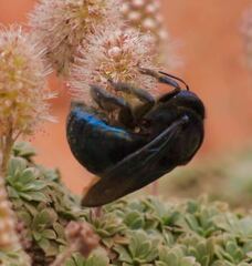 Xylocopa californica arizonensis