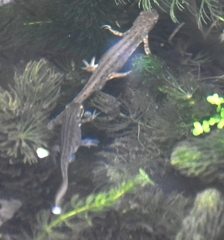 Lissotriton vulgaris