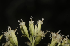Mikania cordifolia