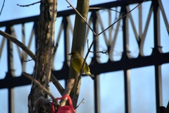 Chloris chloris