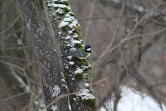 Parus major