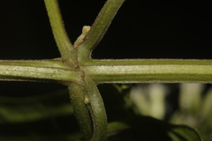 Mikania cordifolia