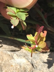 Euphorbia falcata