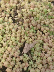 Sedum nuttallii