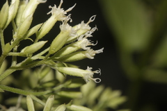 Mikania cordifolia