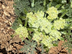 Lomatium dasycarpum