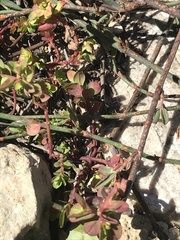 Euphorbia falcata