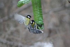 Parus major