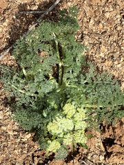Lomatium dasycarpum