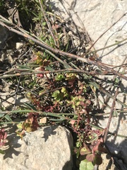 Euphorbia falcata