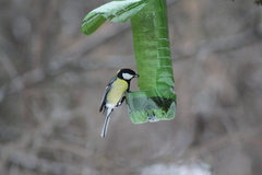 Parus major