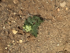Lomatium dasycarpum