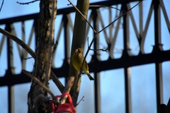 Chloris chloris