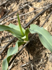Chlorogalum pomeridianum