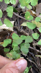 Adiantum jordanii