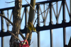 Chloris chloris