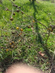 Solanum carolinense