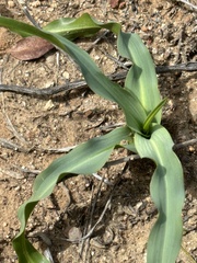 Chlorogalum pomeridianum