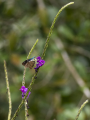 Astraptes