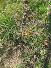 Solanum carolinense