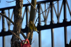 Chloris chloris