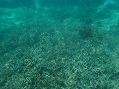 Acropora cervicornis