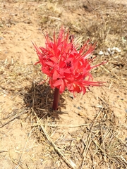 Brunsvigia marginata