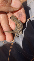 Sceloporus aeneus