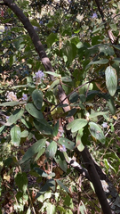 Ceanothus caeruleus