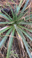 Eryngium proteiflorum