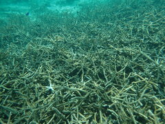 Acropora cervicornis