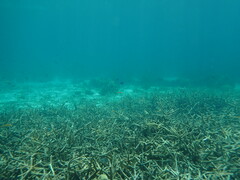 Acropora cervicornis