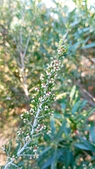 Erica arborea