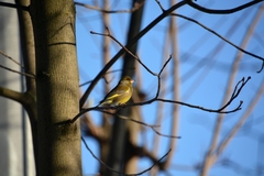 Chloris chloris