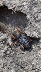 Stenopelmatus minor