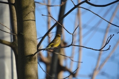 Chloris chloris