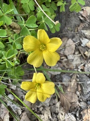 Oxalis californica