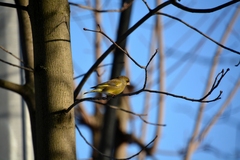 Chloris chloris