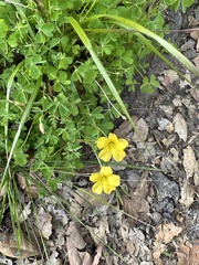 Oxalis californica