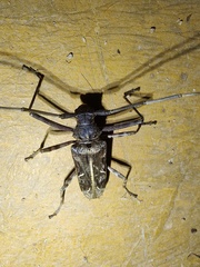 Macropophora accentifer