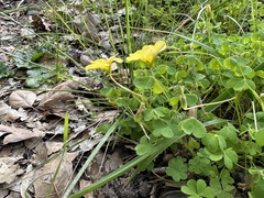 Oxalis californica