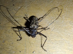 Macropophora accentifer