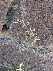 Catapodium rigidum