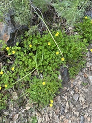 Oxalis californica