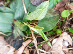 Ophrys sphegodes