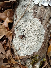 Heterodermia albicans