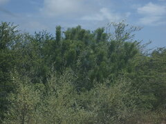 Euphorbia tirucalli