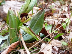 Ophrys sphegodes
