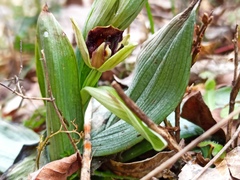 Ophrys sphegodes