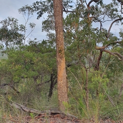 Corymbia eximia